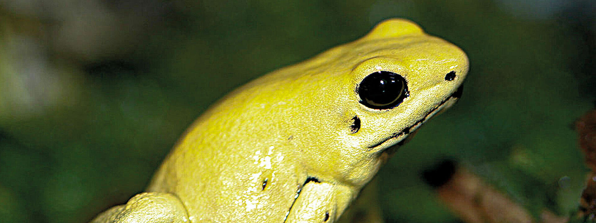 Golden Poison Dart Frog