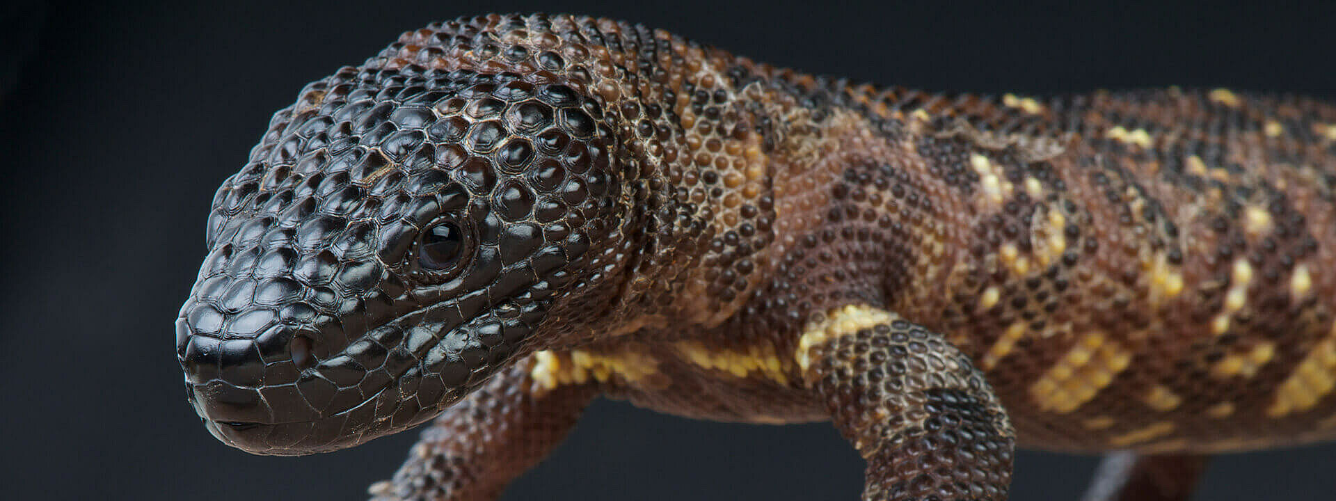 Beaded Lizard