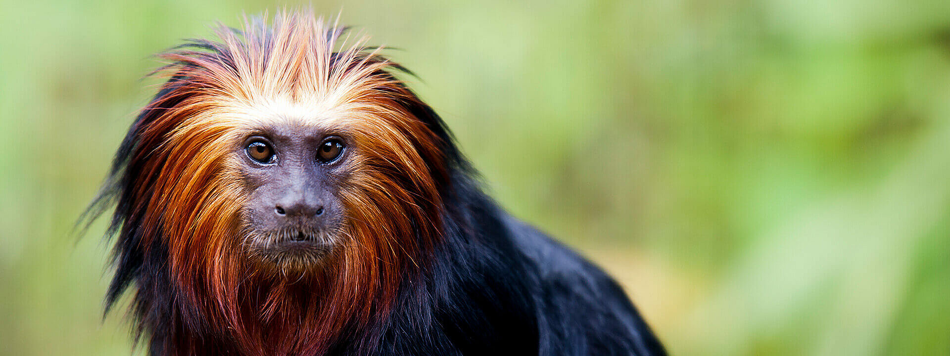 Golden Lion Tamarin