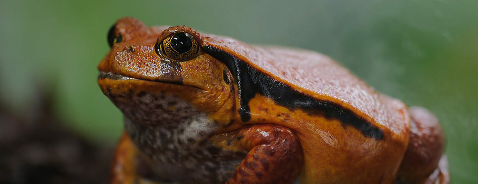 Tomato Frog