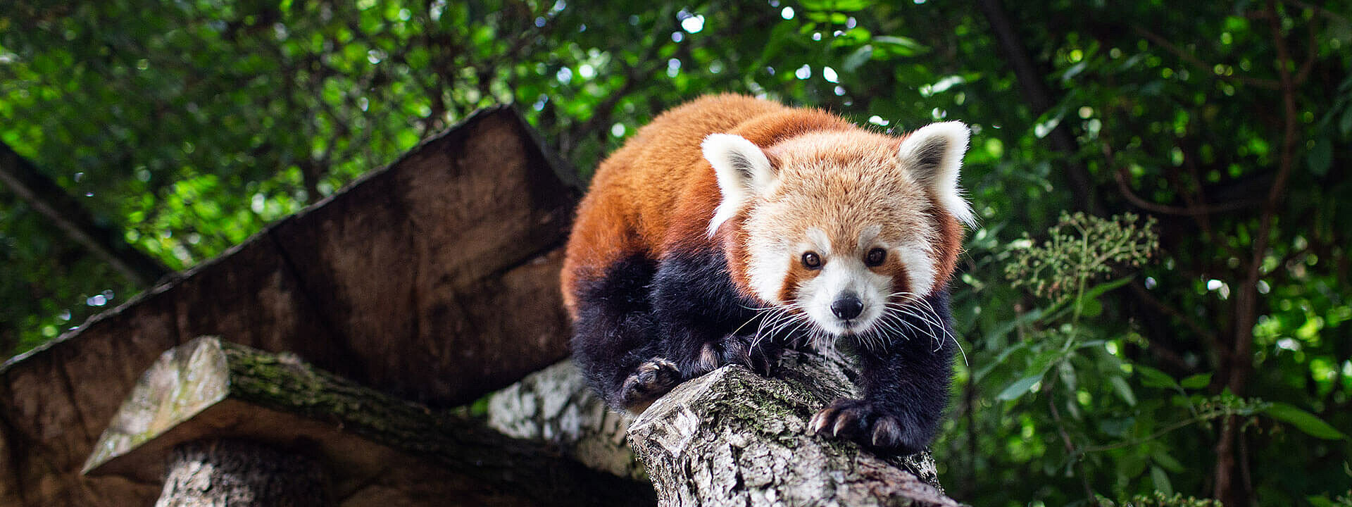 Red Panda