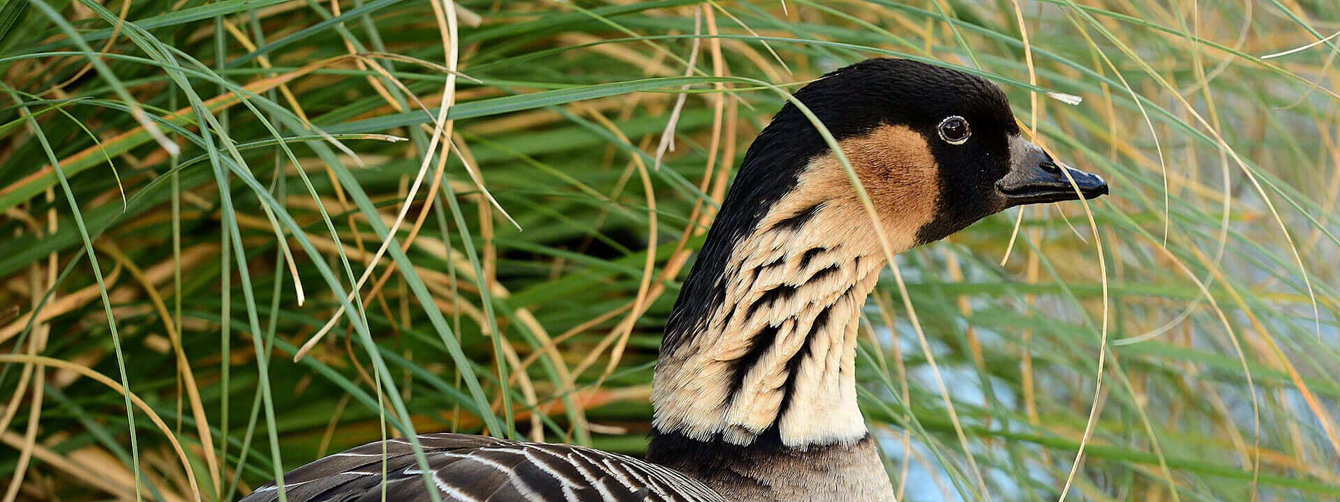 Hawaiian Goose