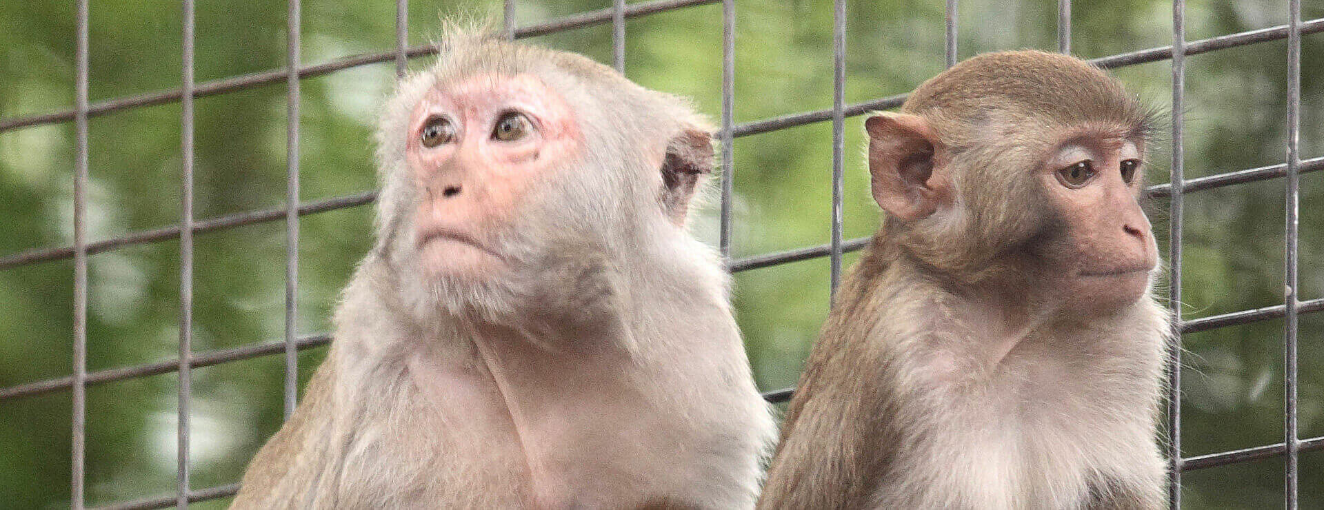 Rhesus Macaque