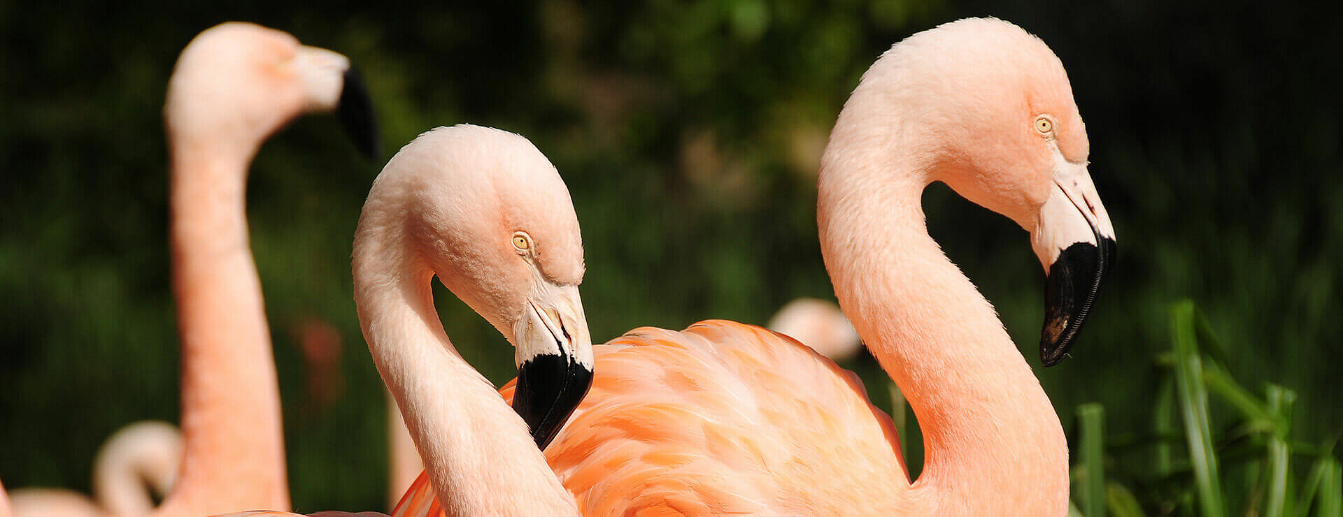 Chilean Flamingo