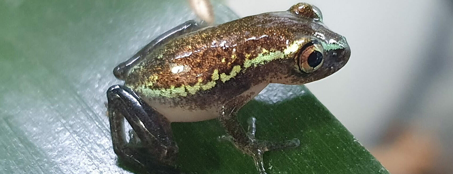 Starry Night Reed Frog