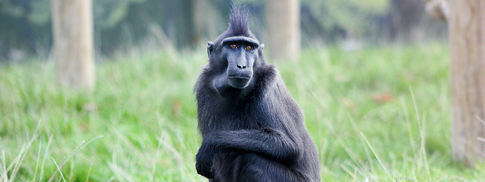 Sulawesi Crested Macaque