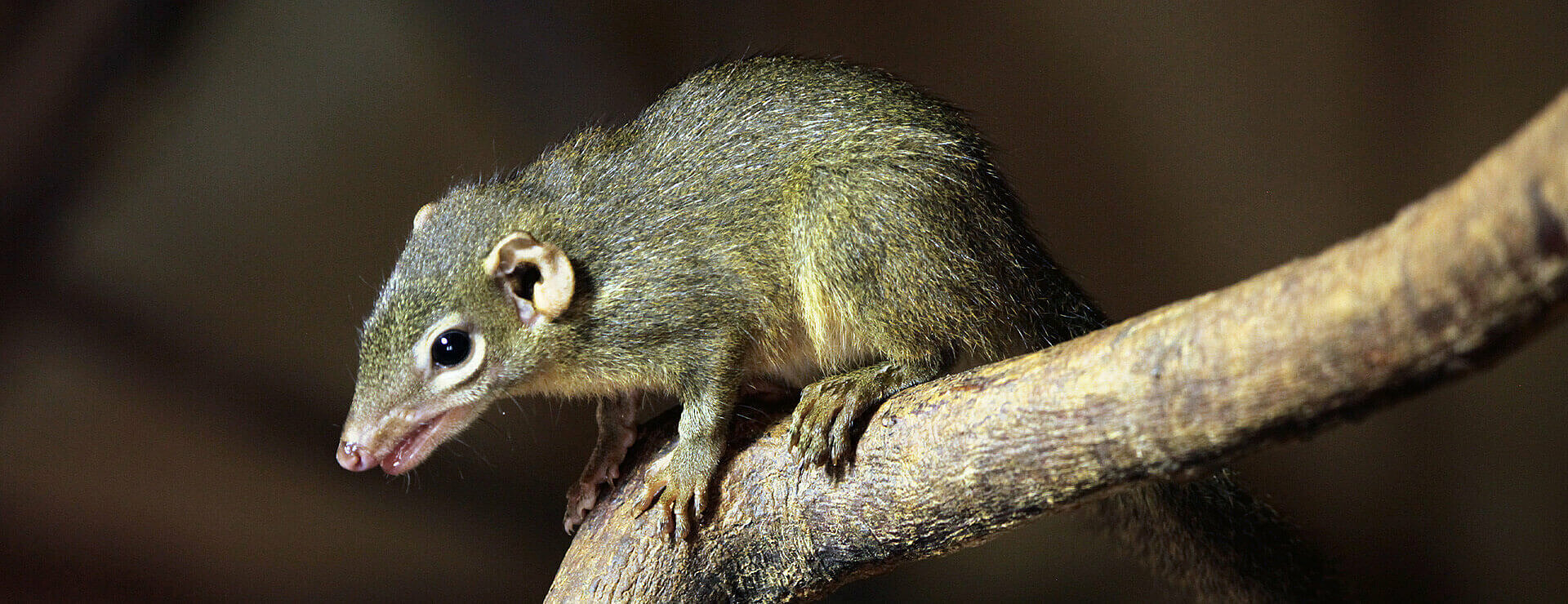 Northern Tree Shrew