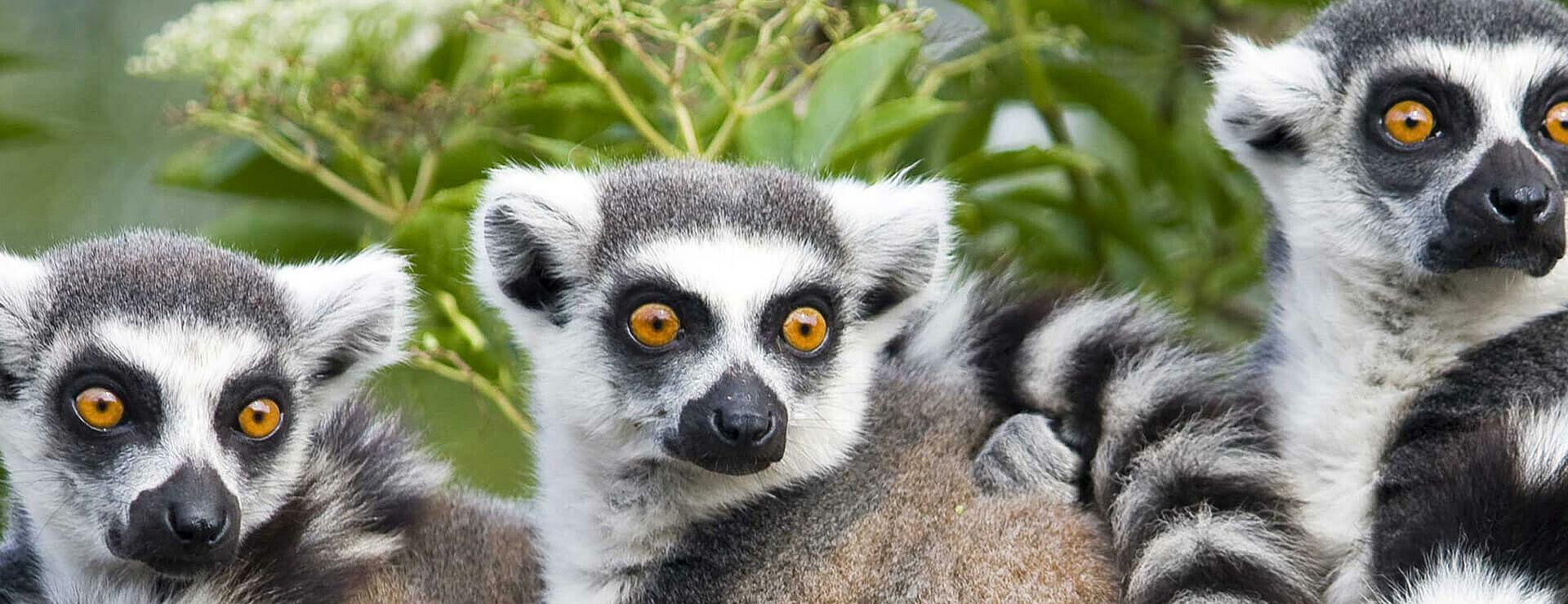Ring-tailed Lemur