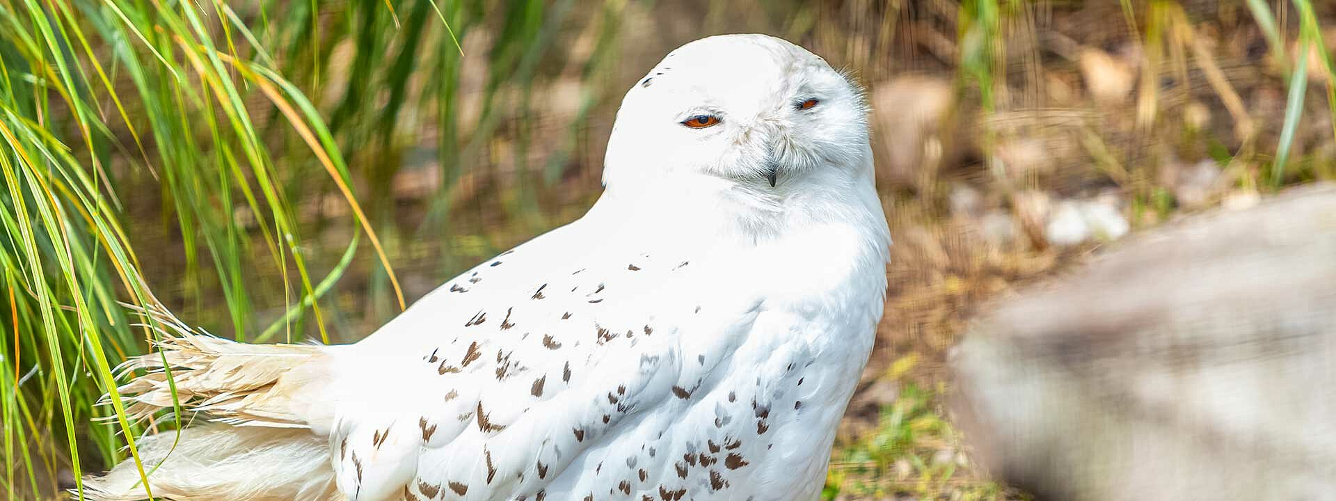 Snowy Owl