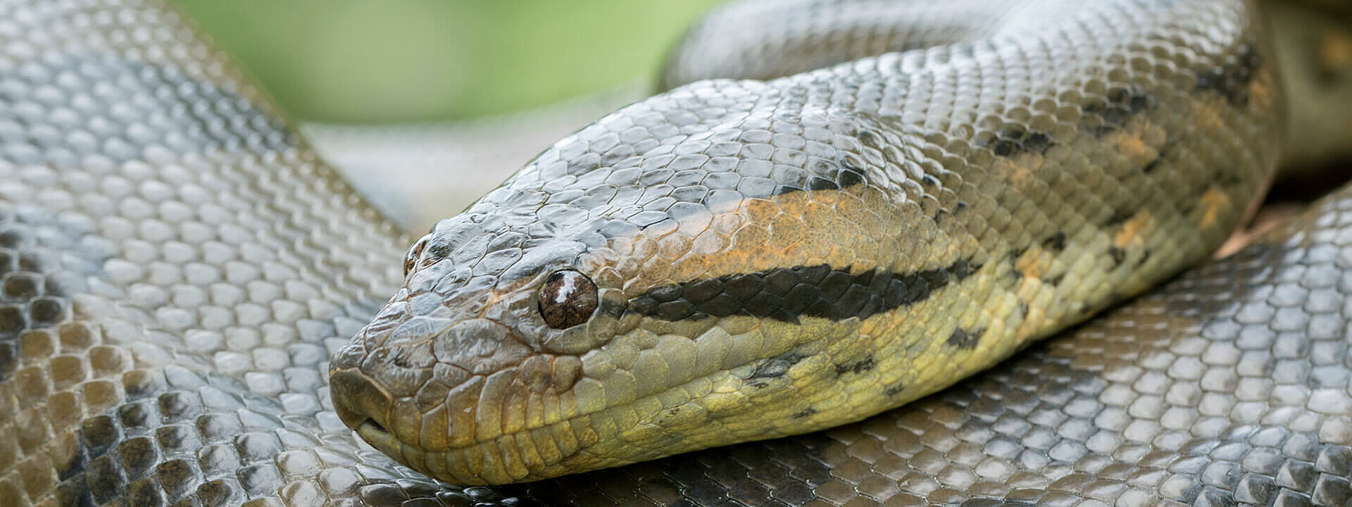 Green Anaconda