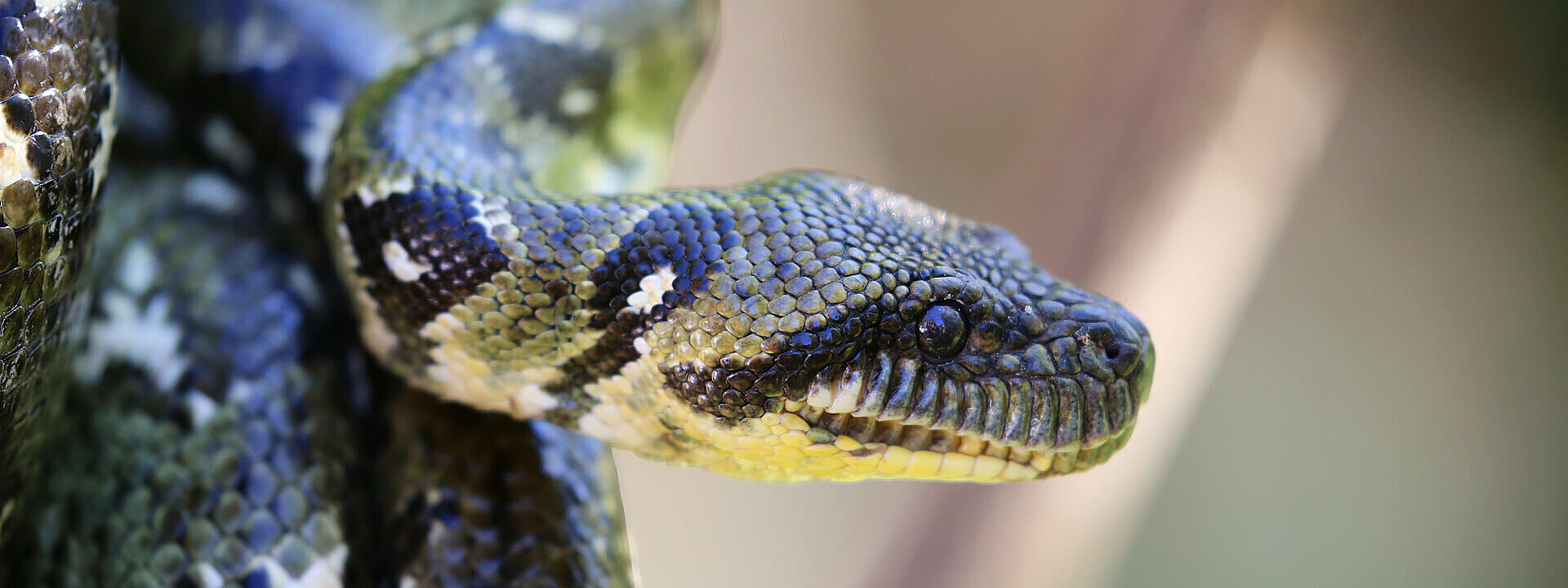 Madagascar Tree Boa