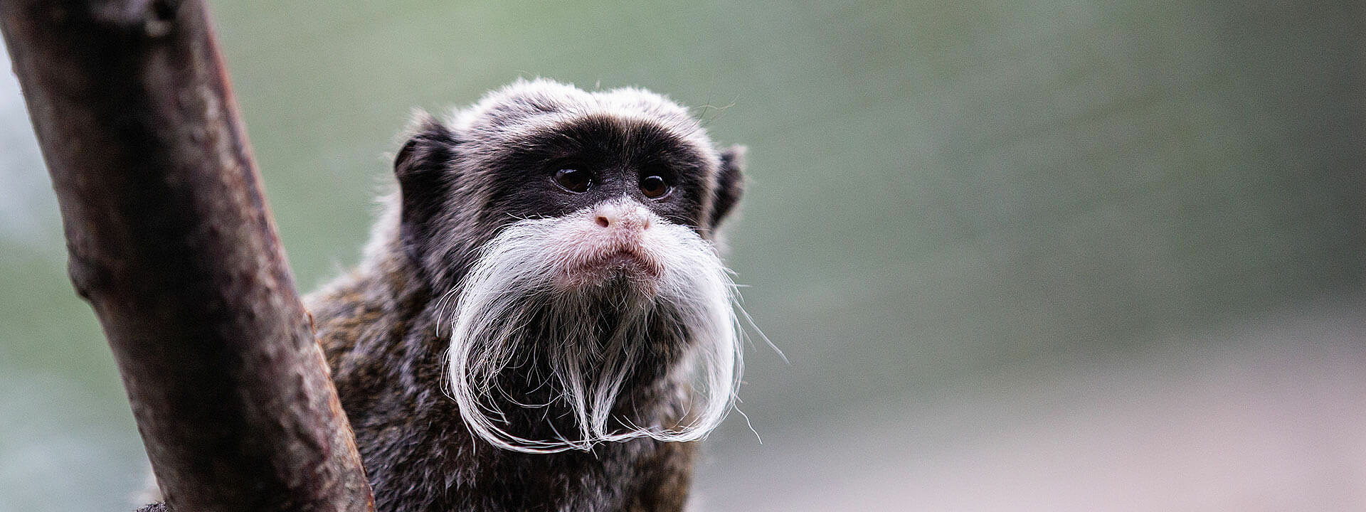 Emperor Tamarin