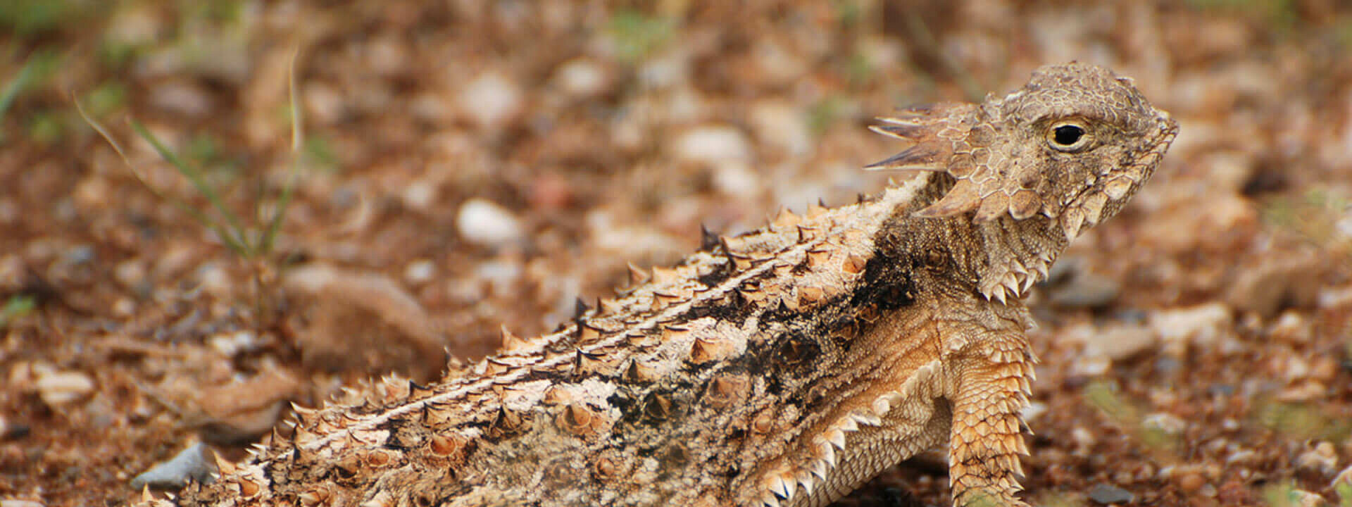 Regal Horned Lizard