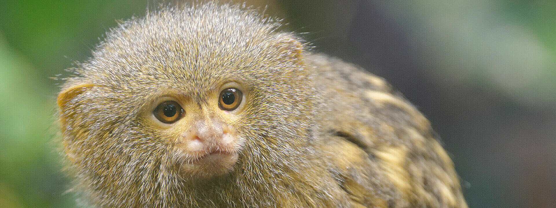 Pygmy Marmoset