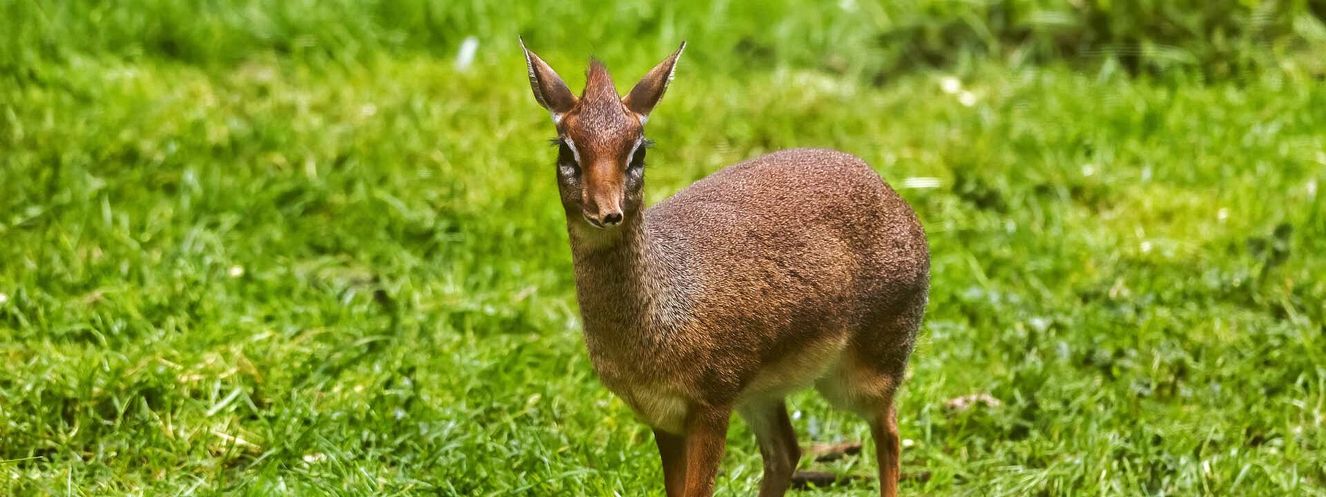 Kirk's Dik Dik