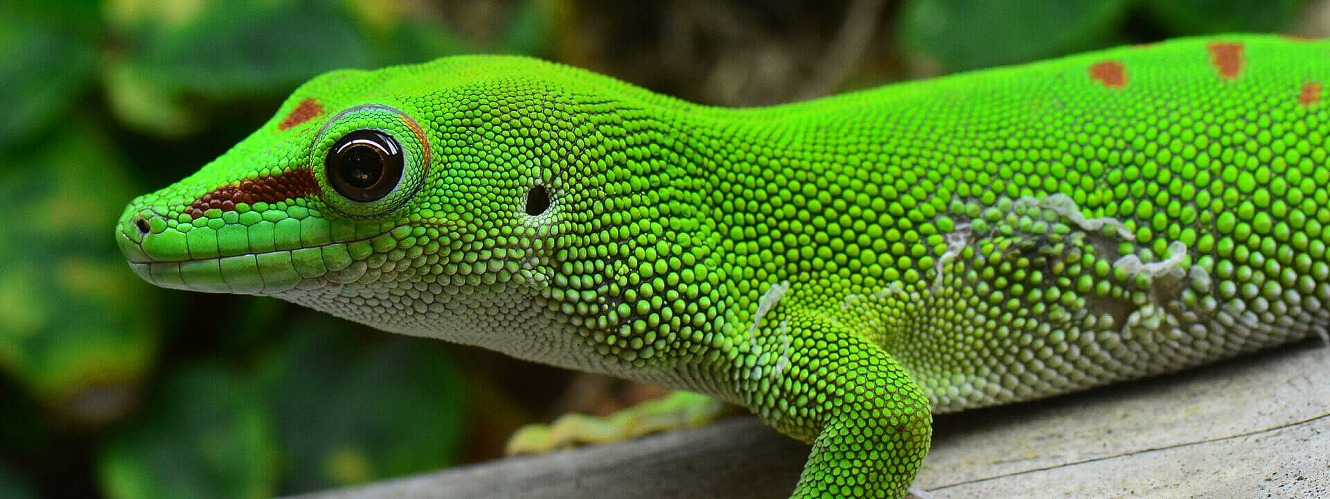 Lined Day Gecko