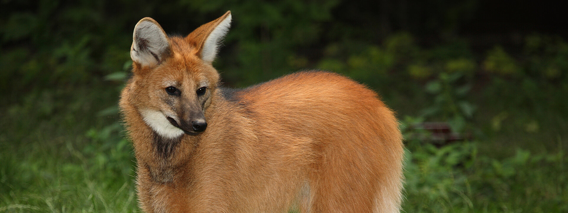 Maned wolf