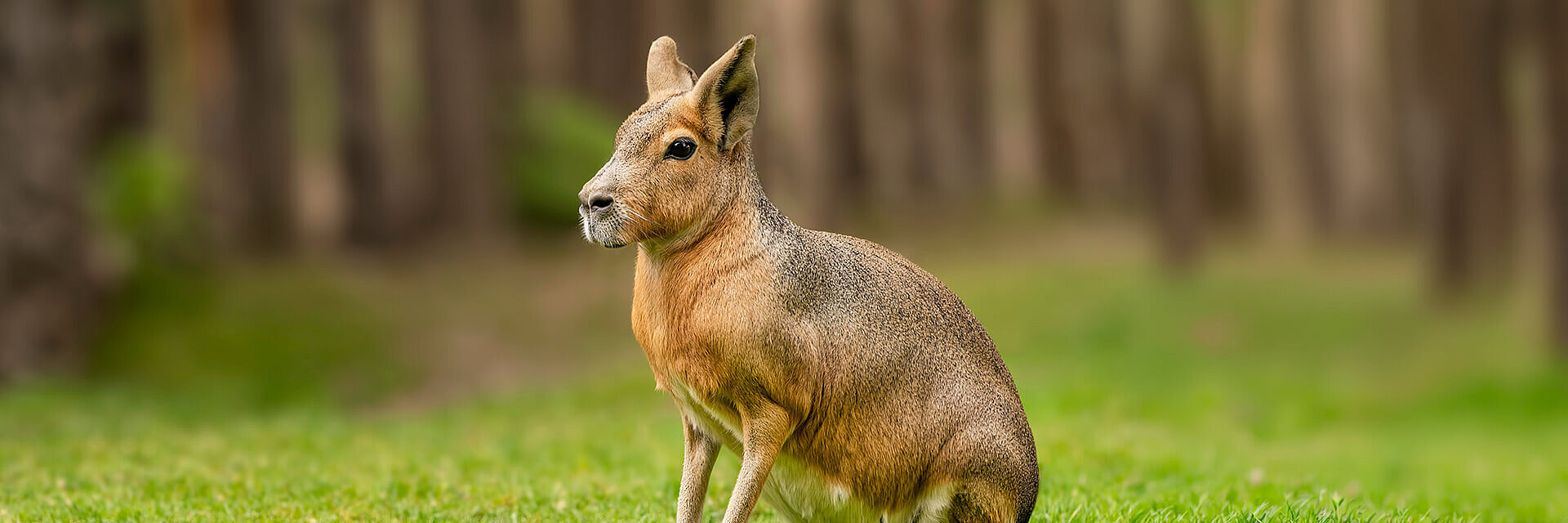 Patagonian mara