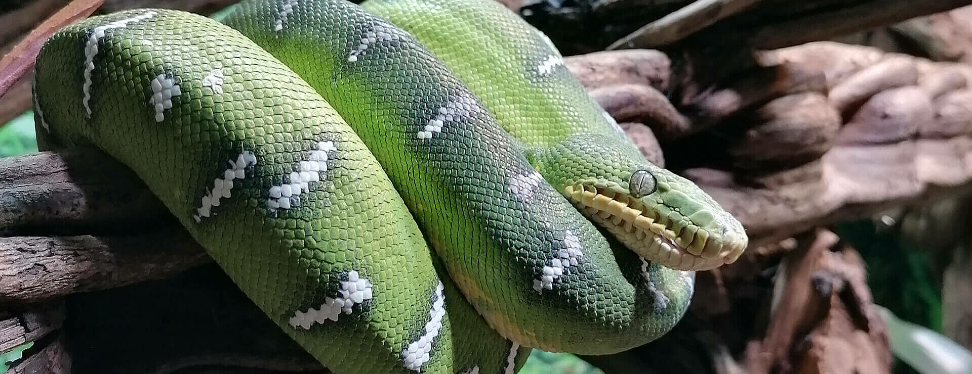 Emerald Tree Boa