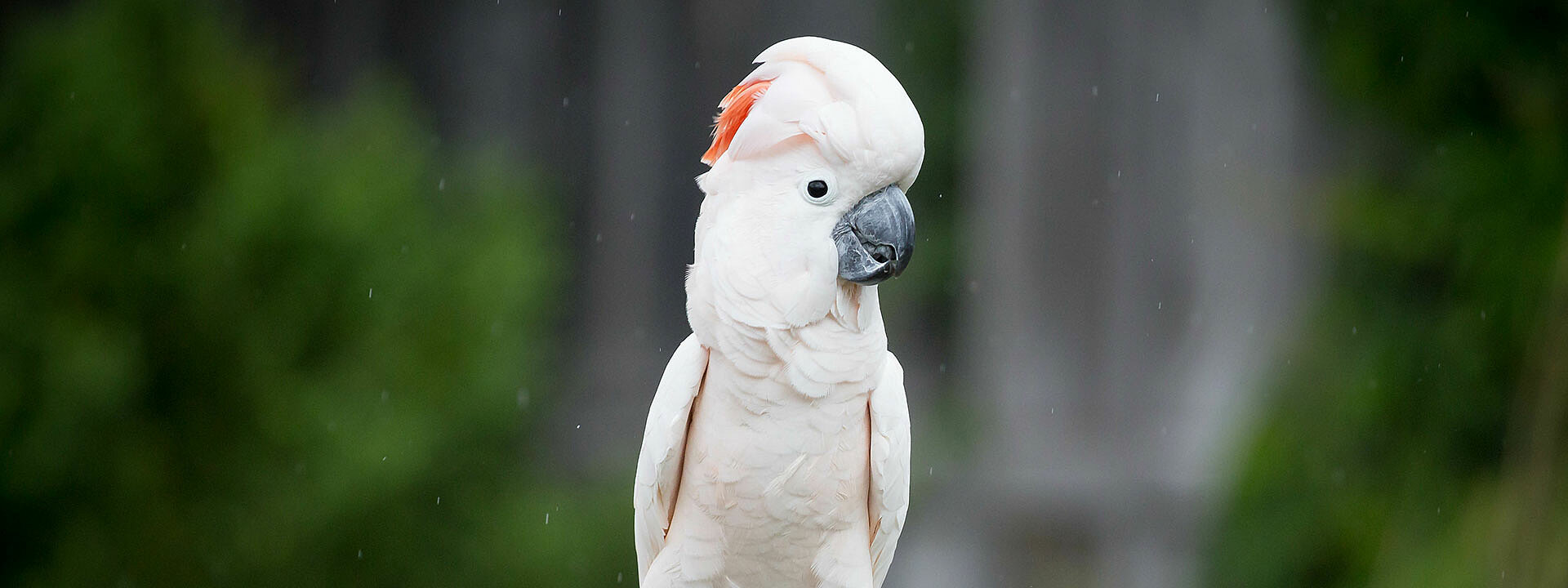 Moluccan Cockatoo