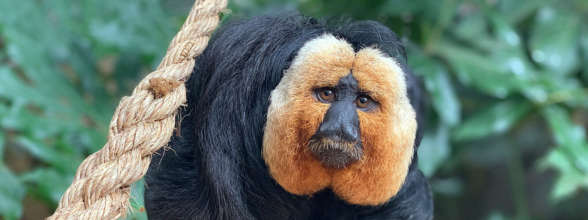 White Faced Saki Monkey