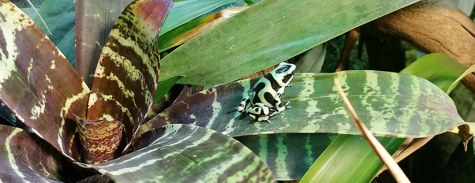 Green and Black Poison Dart Frog