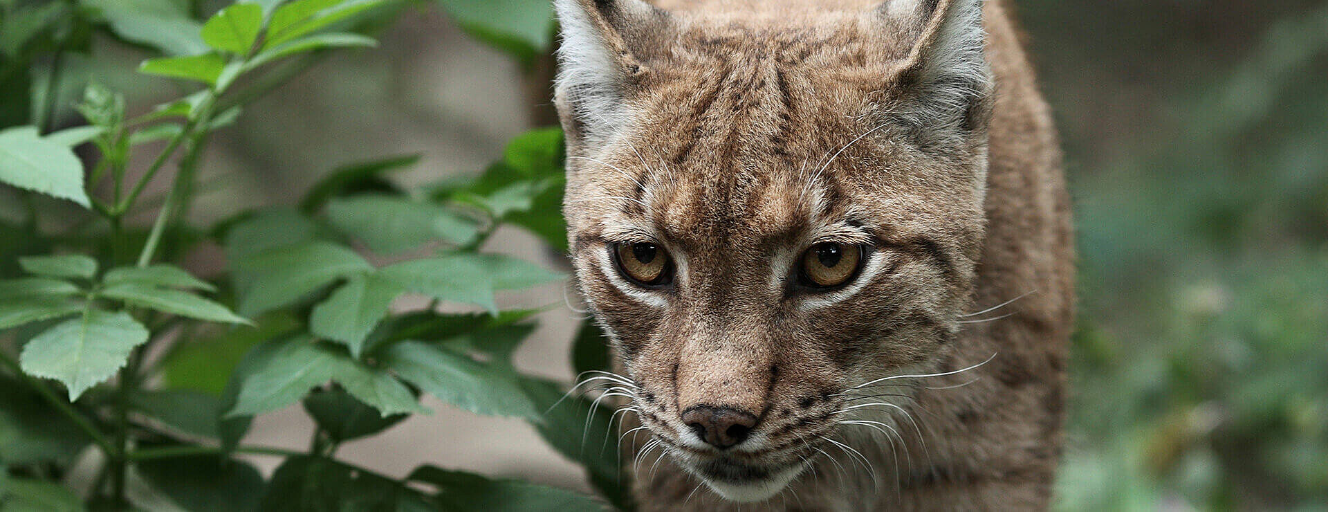 Northern Lynx