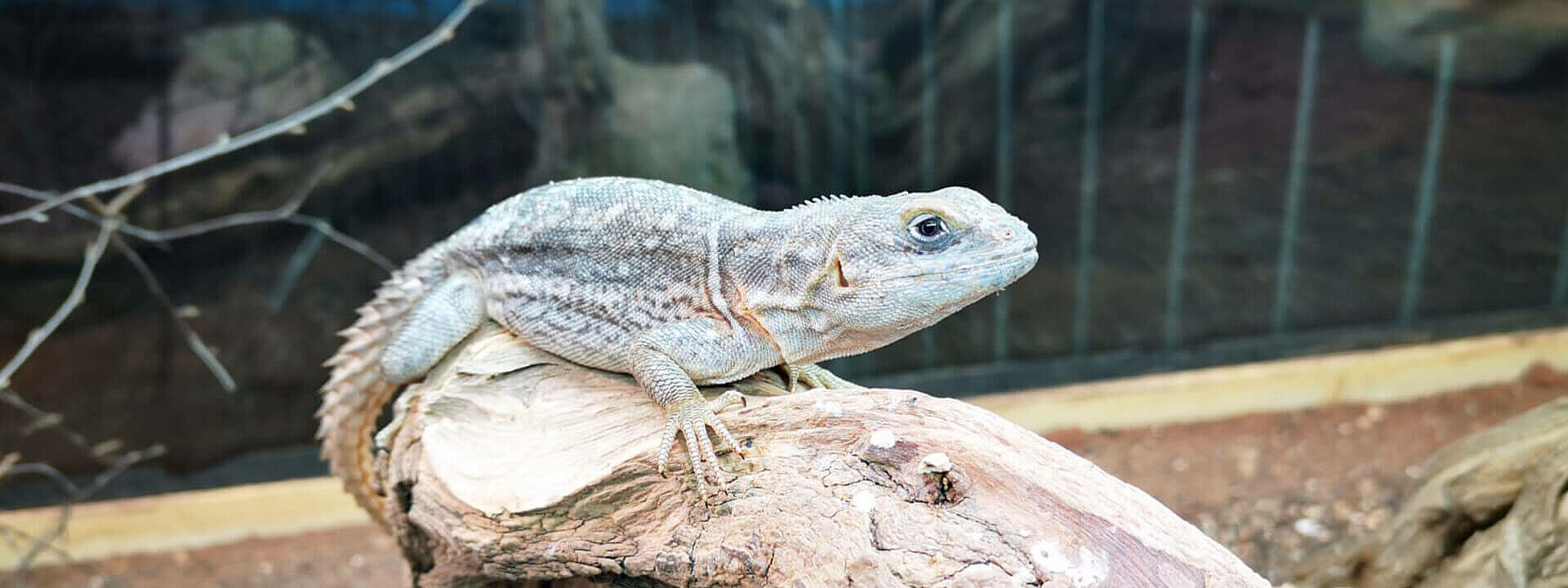 Madagascan Spiny Tailed Iguana