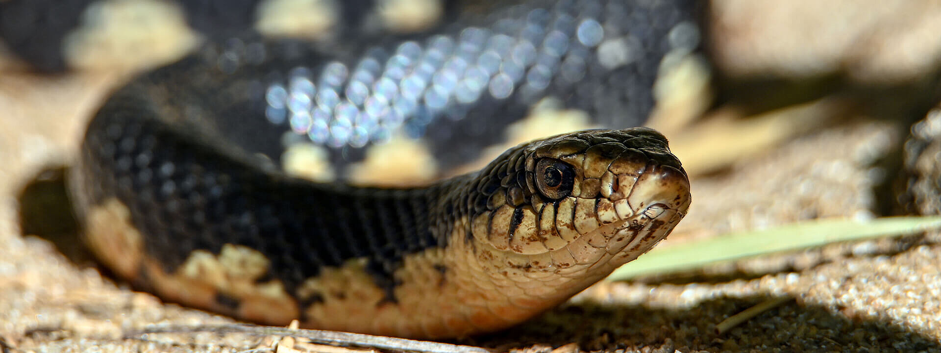 Malagasy Giant Hognose