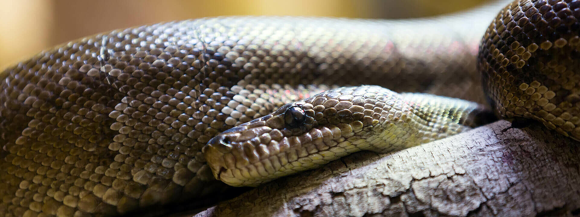 Cuban Boa