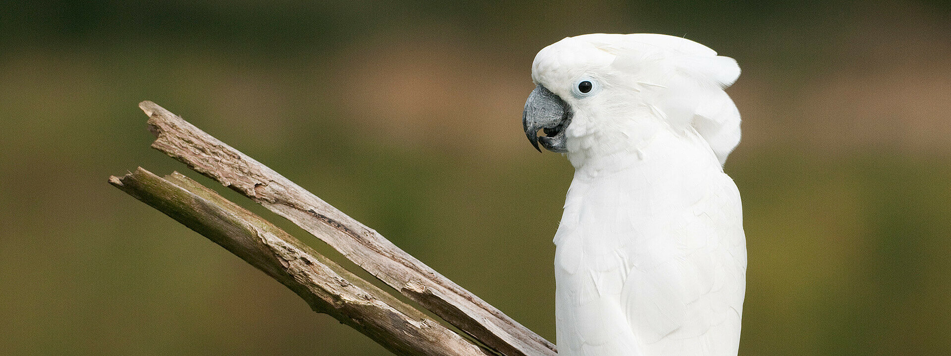 White Cockatoo