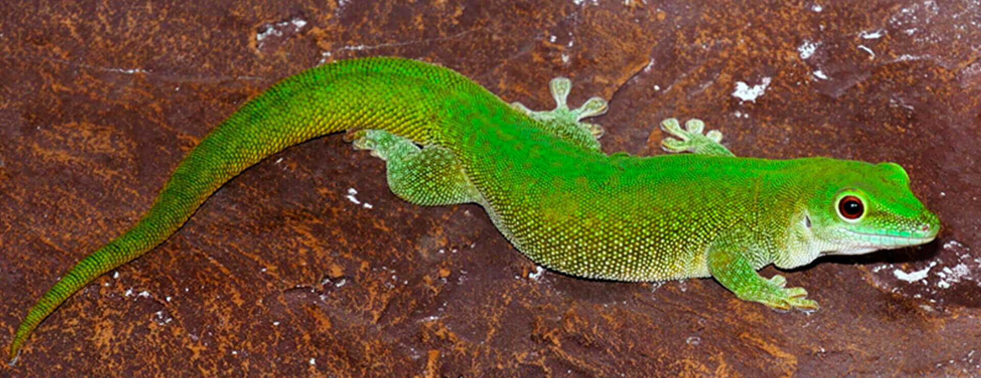 Koch's Giant Day Gecko