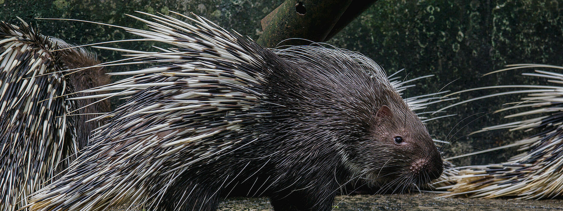 African Crested Porcupine