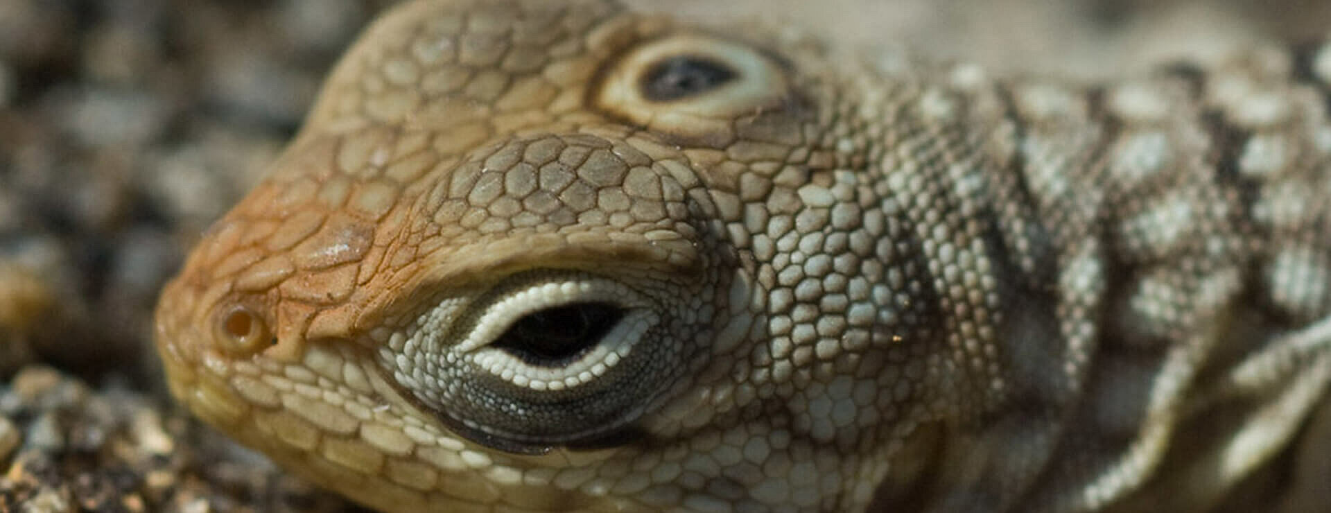 Three-Eyed Madagascan Iguana