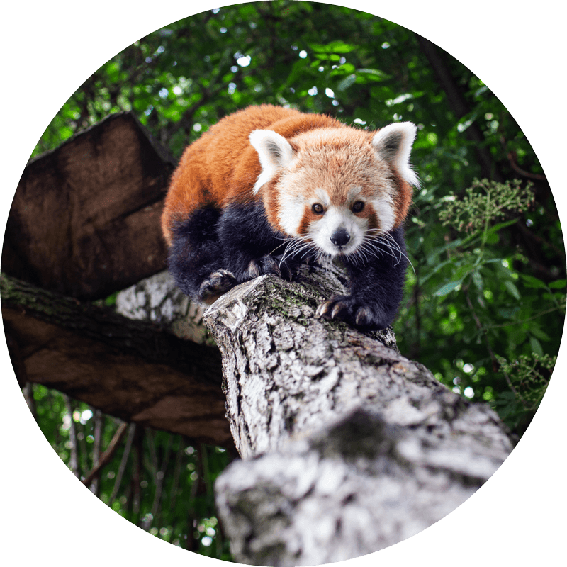 Red Panda climbing down tree