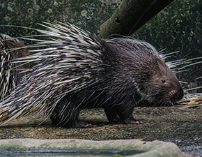 African Crested Porcupine