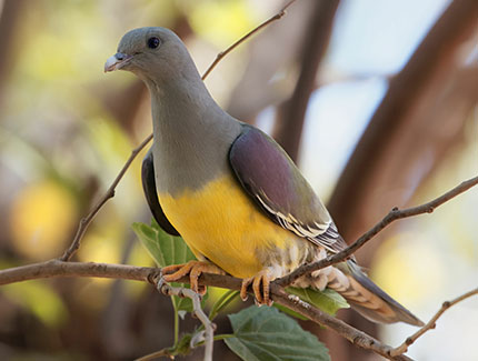 Bruce's Green Pigeon