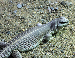 Common Desert Iguana