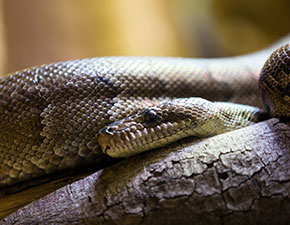 Cuban Boa