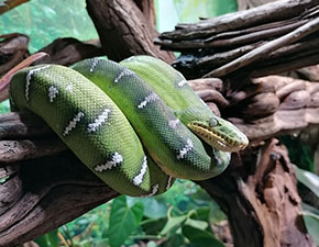 Emerald Tree Boa