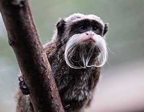 Emperor Tamarin