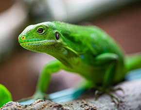 Fijian Iguana