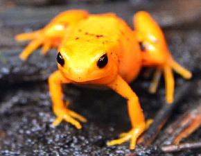 Golden Mantella