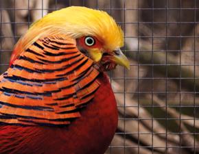 Golden Pheasant