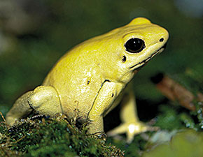 Golden Poison Dart Frog