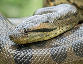 Green Anaconda