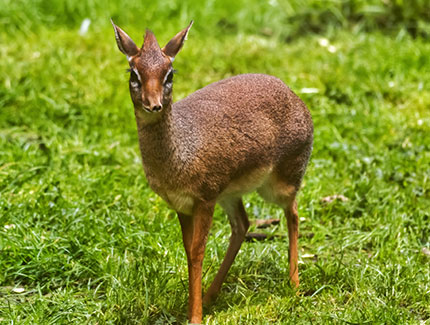 Kirk's Dik Dik