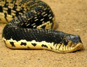 Malagasy Giant Hognose