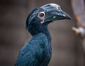 Malaysian Black Hornbill