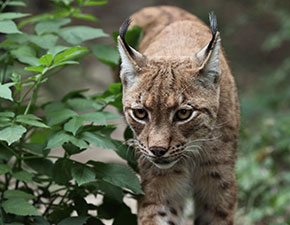 Northern Lynx